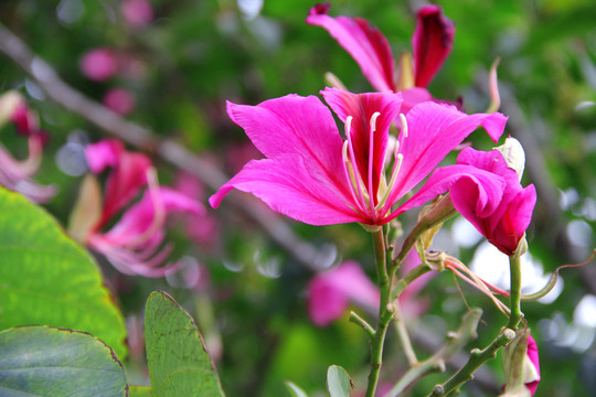 紫色花蜜鸟花