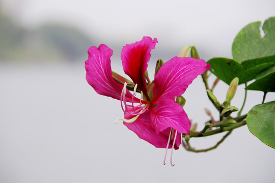 紫色花蜜鸟花