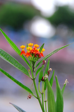 马利筋花朵