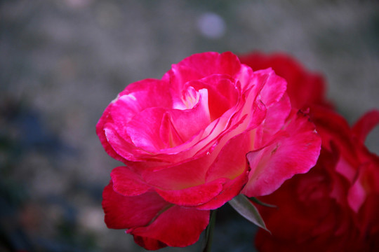 盛开的红蔷薇