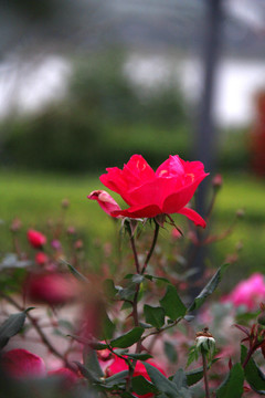 盛开的红蔷薇