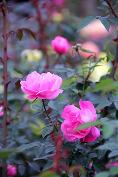 盛开的粉色蔷薇花