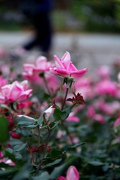盛开的粉色蔷薇花