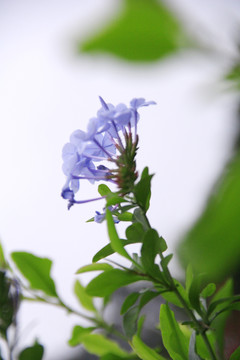 盛开的蓝花丹