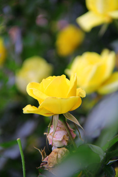 绽放的黄色蔷薇