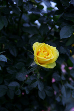 绽放的黄色蔷薇花