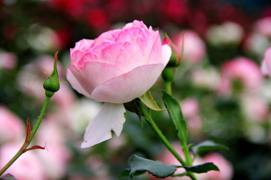 蔷薇花海