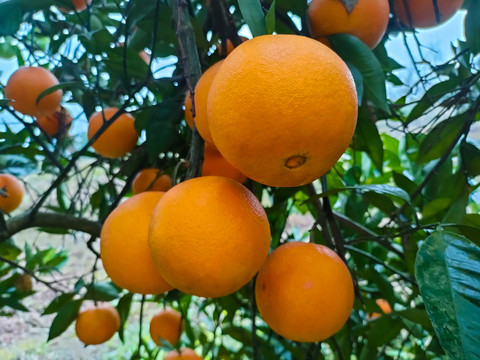 脐橙