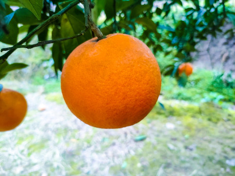 脐橙
