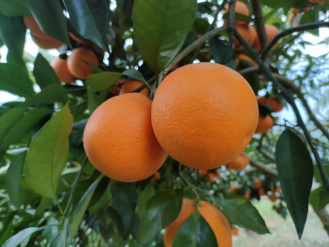 脐橙