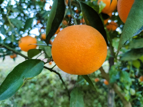 脐橙