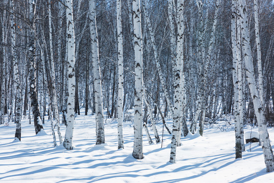 冬季雪原白桦树林