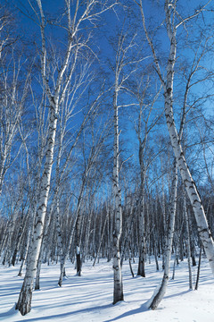 冬季白桦林蓝天背景