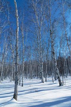 蓝天白桦林雪原