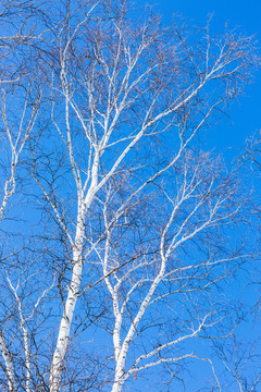 白桦树枝干蓝天