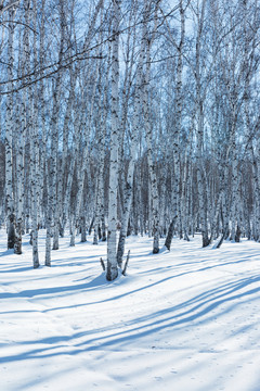 白桦树林雪原冬季