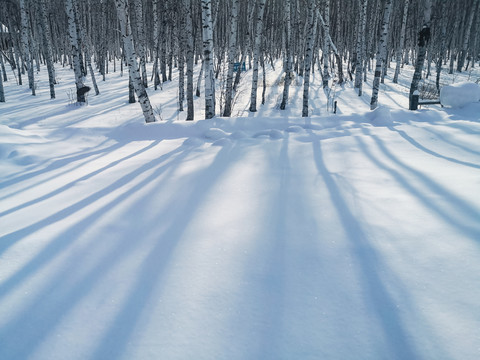 雪地逆光白桦树林