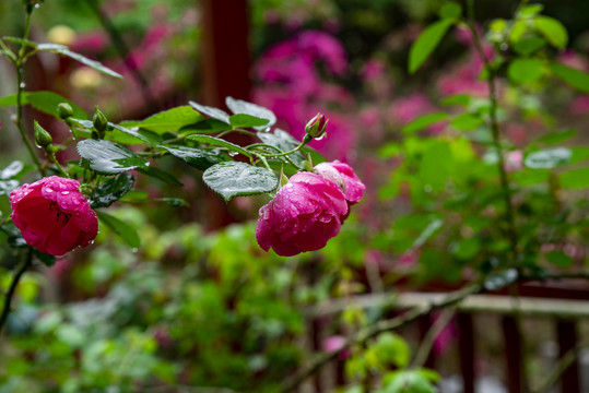 绽放的花朵