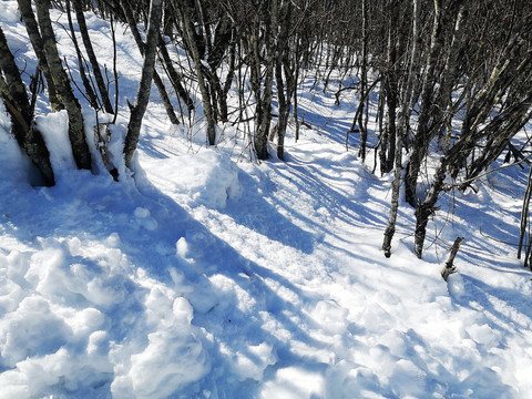 雪地