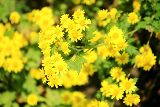 野菊花