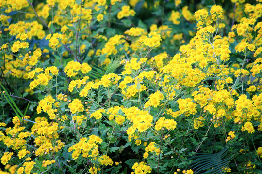 野菊花