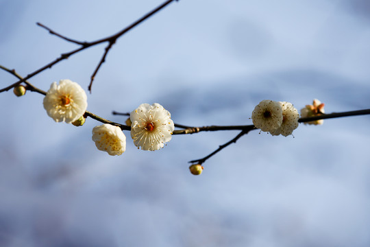 腊梅花