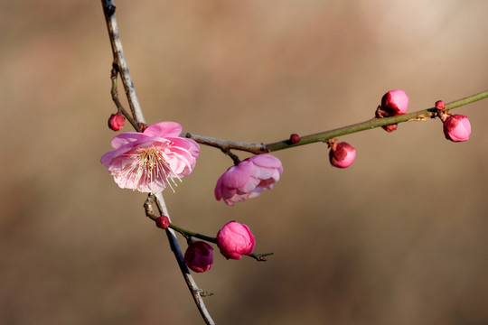 红梅花