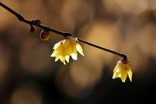 腊梅花