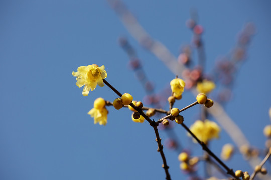 腊梅花