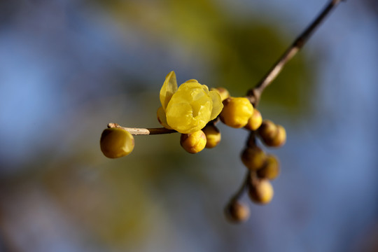 腊梅花