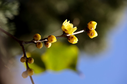 腊梅花