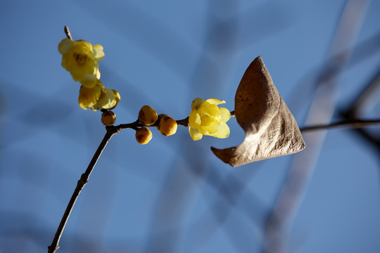 腊梅花