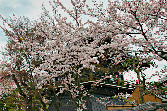 樱花树与古建筑
