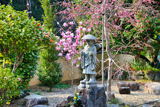 樱花树与公园