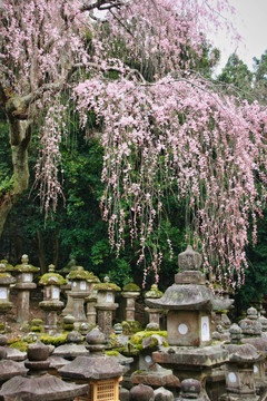樱花树与花卉