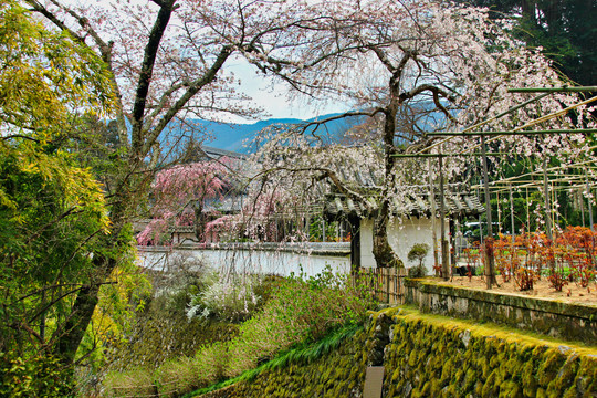 樱花树与花园