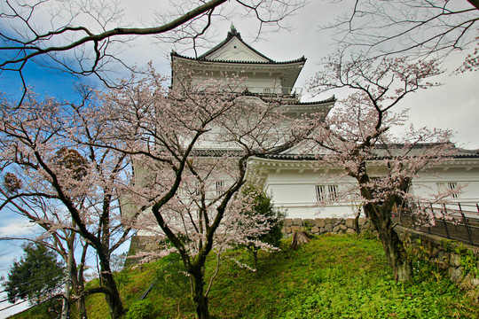 樱花树与日本