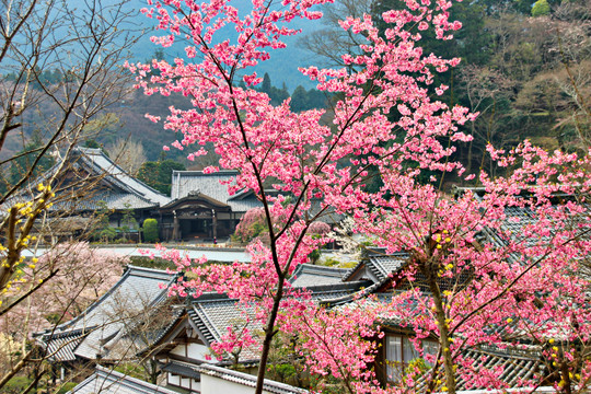 古镇与花卉