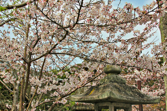 粉色樱花树