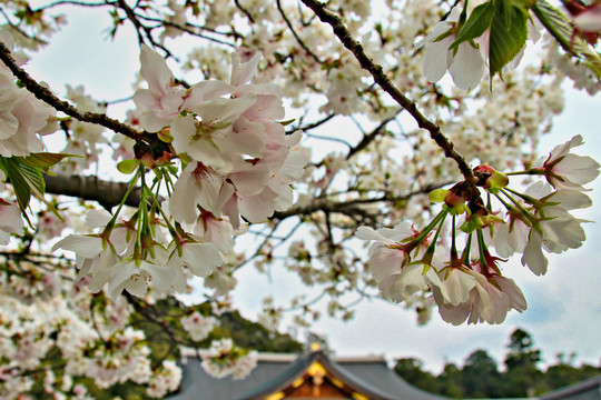 樱花树与花卉