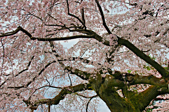 樱花树与植物