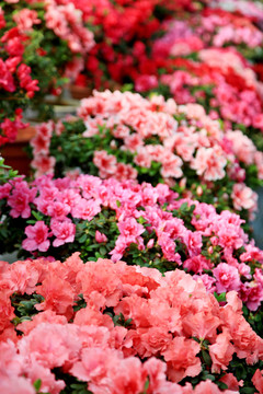 杜鹃花