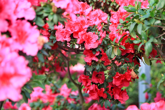 杜鹃花