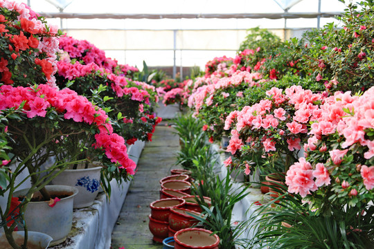 杜鹃花