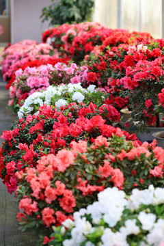 杜鹃花