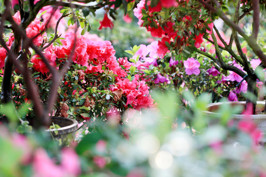 杜鹃花