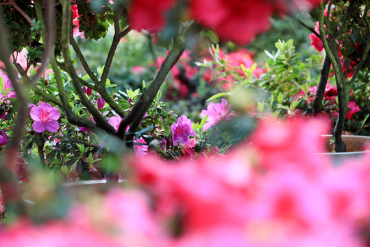 杜鹃花