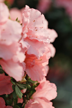 杜鹃花