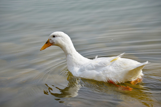 白鸭子