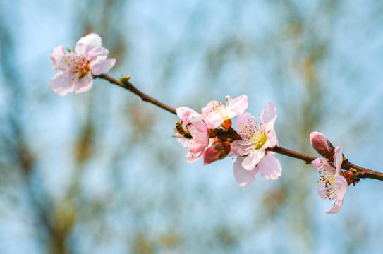 蜜蜂采蜜桃花